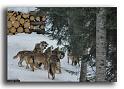176-MH0124-loup-canis-lupus-parc alfa